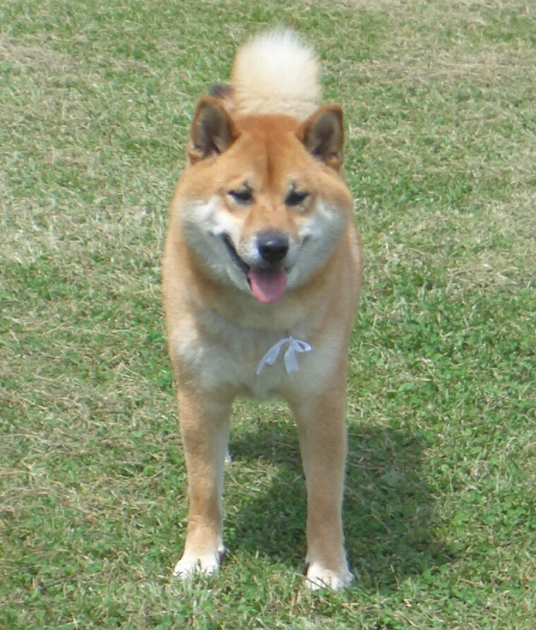shiba inu puppy. is a 柴犬 (Shiba-inu dog).