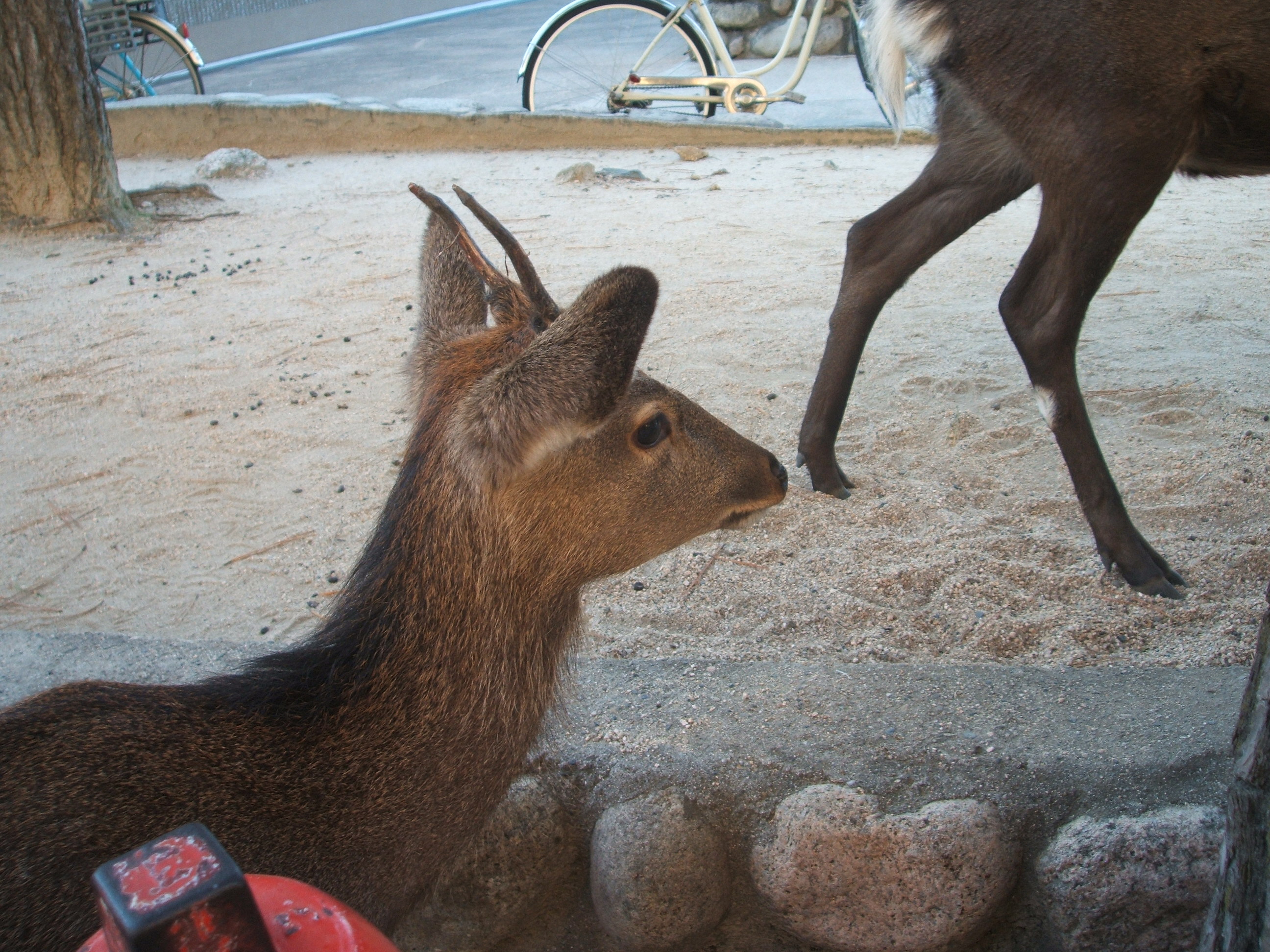 There are deer on Miyajima