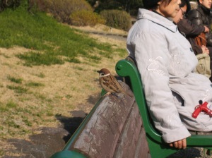 A スズメ (Sparrow) was sitting on the bench next to us.